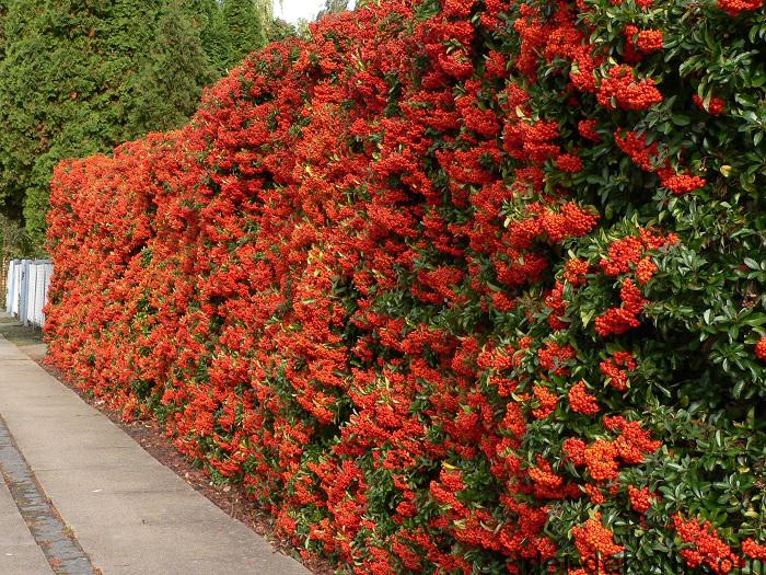 hedge herb flowers bush