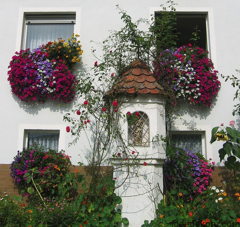 flowers window house garden