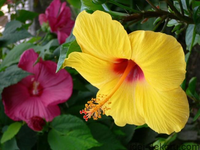 hibiscus flower herb