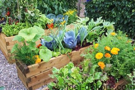 seedbed pot vegetables flowers