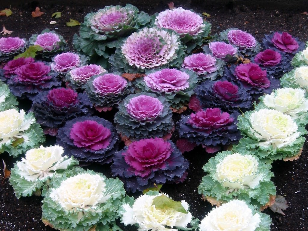 decorative cabbage flowerbed