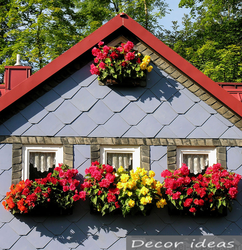 garden flowers house