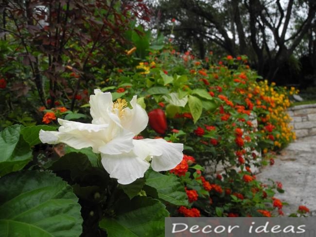 hibiscus flower herb