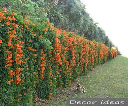 hedge herb flowers bush