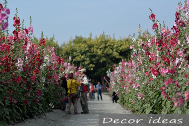 mallow flower