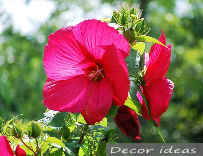 hibiscus flower herb