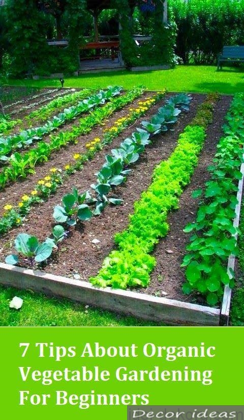 seedbed vegetables