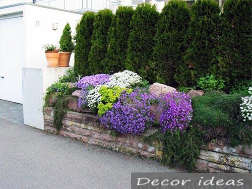 hedge herb flowers bush