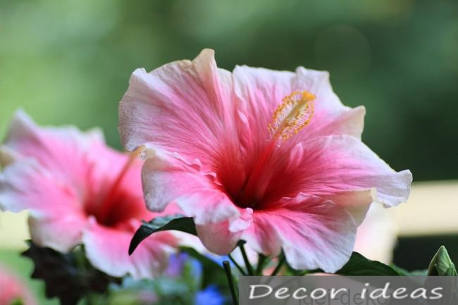 hibiscus flower herb