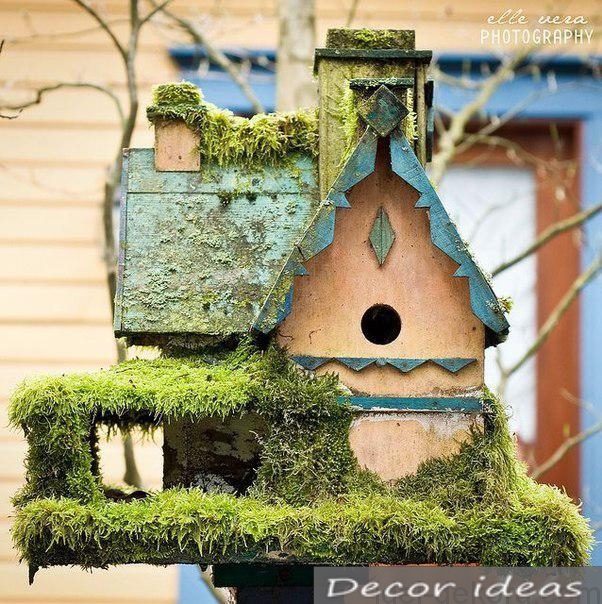 birdhouses moss bird