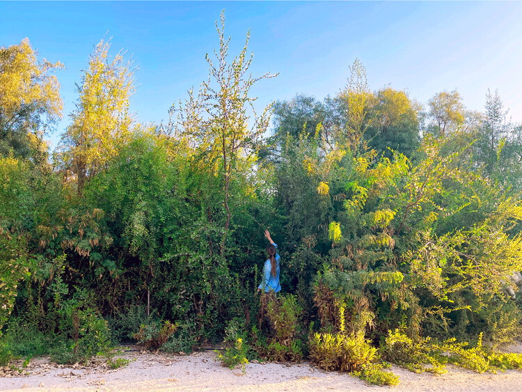 Bosque Miyawaki "Los Maitenes" en Pirque, Chile, a 2.5 años de su plantación. Image Cortesía de Bosko