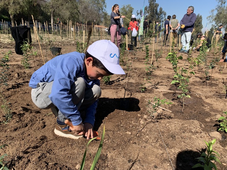 Native Forests, the Landscaping that Cities Need