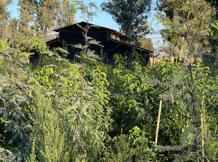 Native Forests, the Landscaping that Cities Need